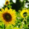 向日葵のアバター